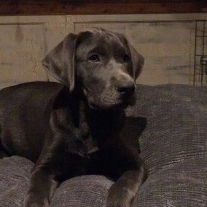 Meet your Posher, Shaun